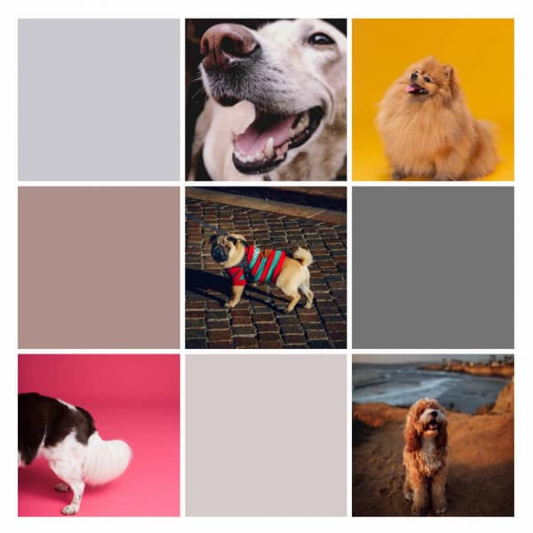 Echoes of Sweet Pups - Dog Sleep Dreams