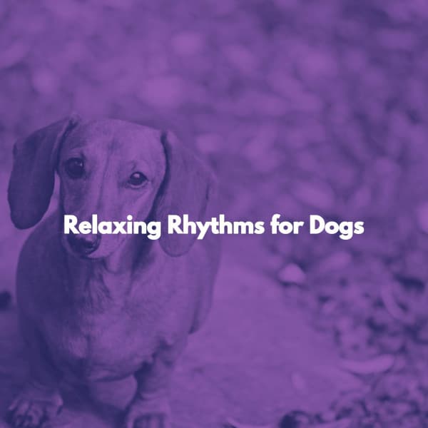 Relaxing Rhythms for Dogs - Popular Jazz Coffee Break