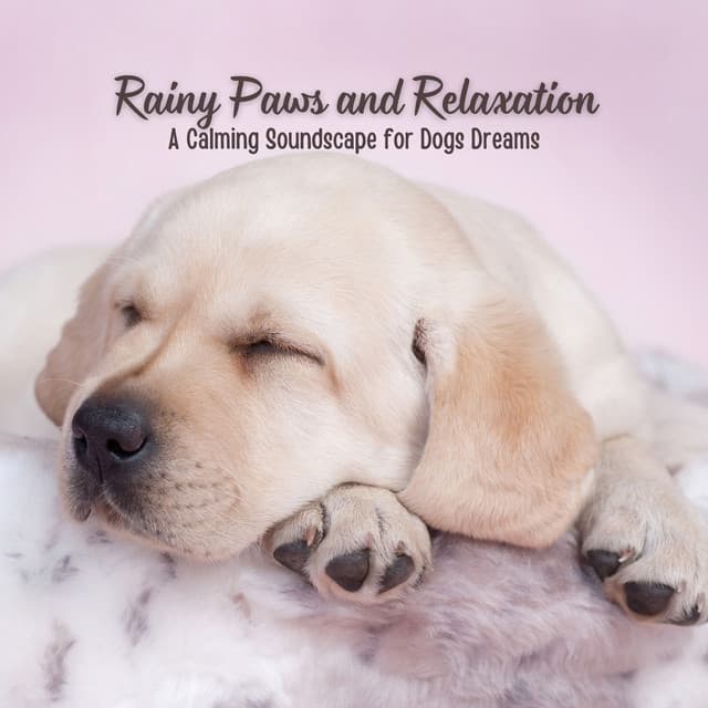 Rainy Paws and Relaxation: A Calming Soundscape for Dogs Dreams - Calm Rain Music