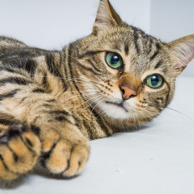 Paws and Cat Melodies: Jazz Piano for Harmony - Classy Piano Jazz Background