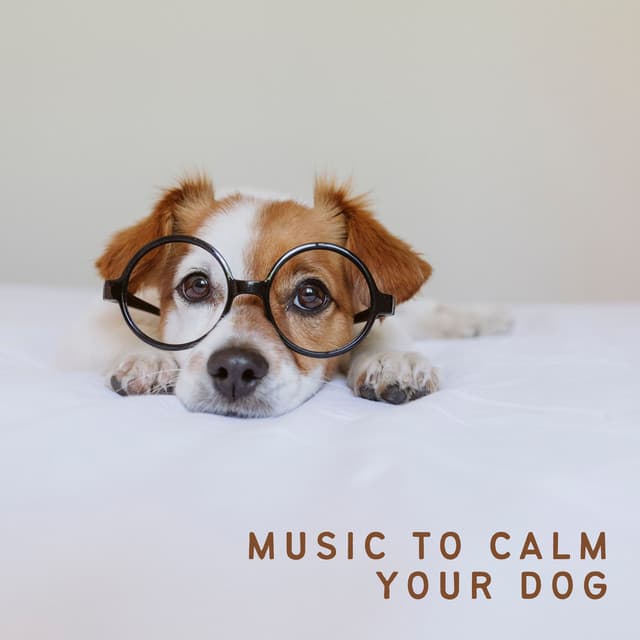 Music to Calm Your Dog - Dog Music
