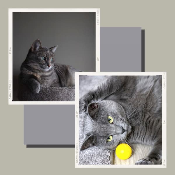 Tasteful Background Music for Evening Cat Strolls - Cat Music Studio