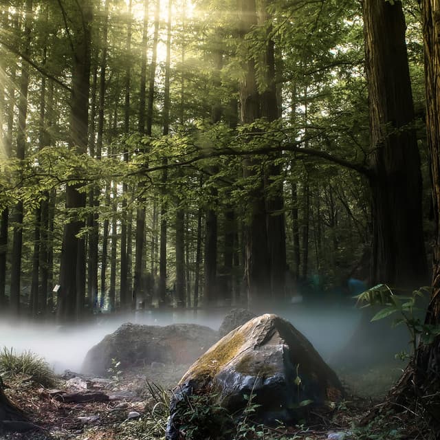 0 Hour Zen: Soundscapes for Yoga - Baltic Nature Sounds