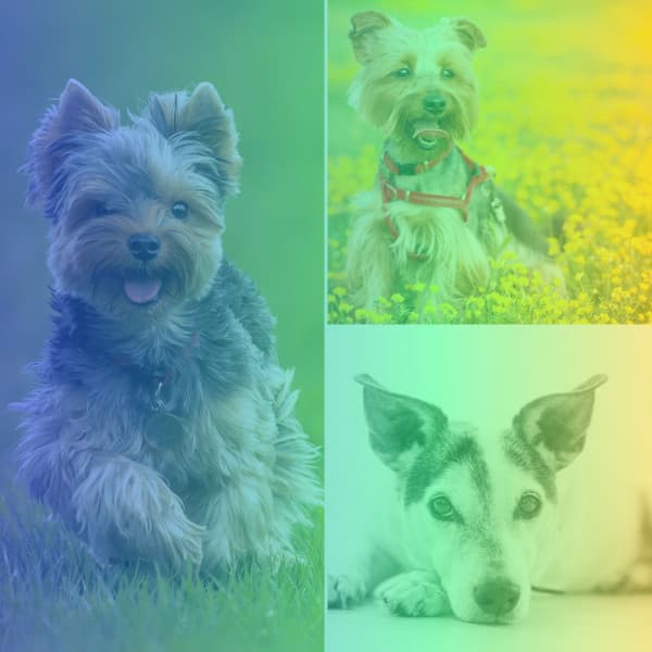 Echoes of Sad Puppies - Dogs at Home