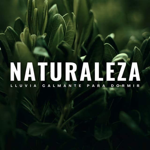 Naturaleza: Lluvia Calmante Para Dormir - Sueño Profundo Lluvia y Truenos