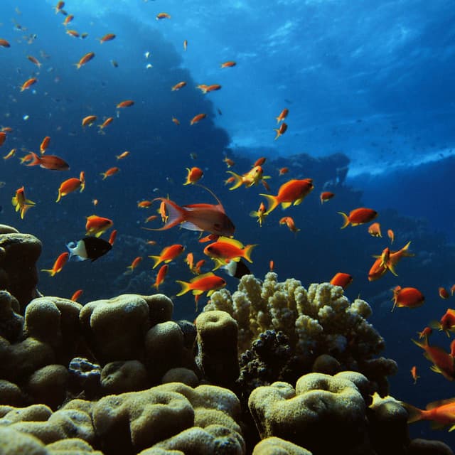 Dreamy Beachside Pet Play: Oceanic Harmony - Ocean Sleep Sounds