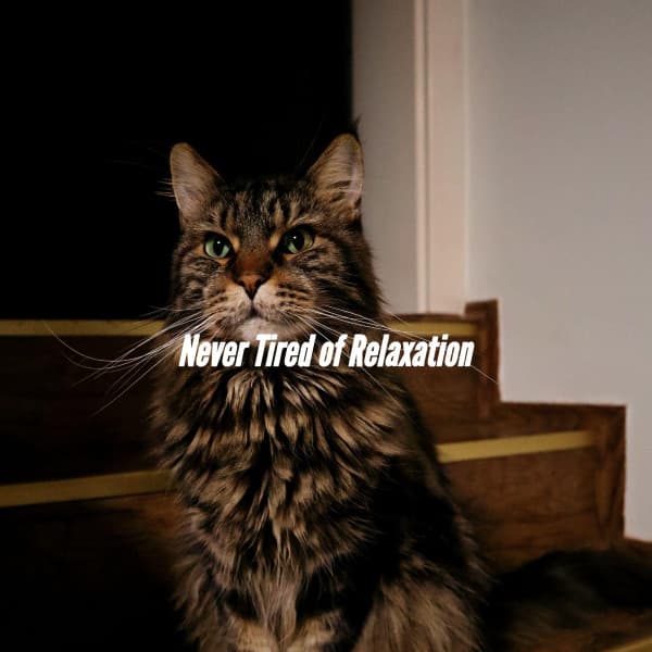 Never Tired of Relaxation - Night-Time Jazz