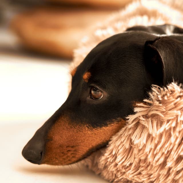 Meditation Barks: Serene Melodies for Harmonious Dog Bliss - Chill My Pooch