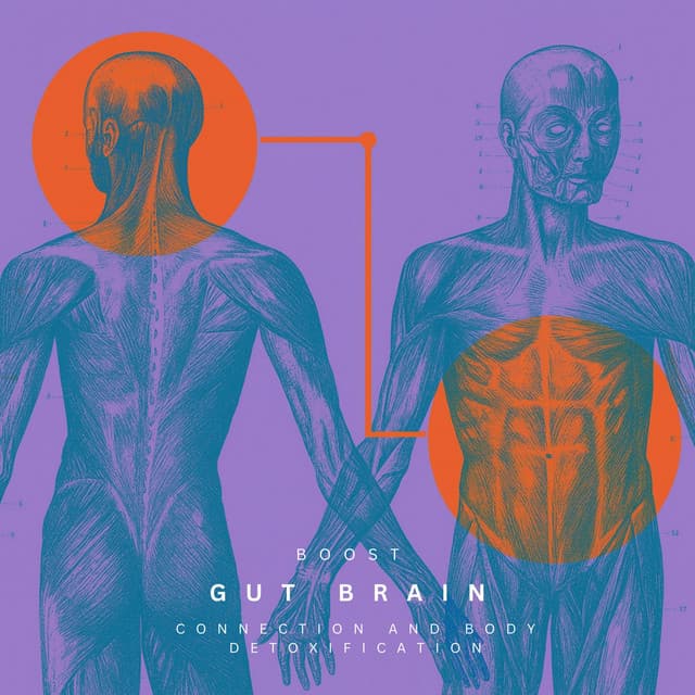 Boost Gut Brain Connection and Body Detoxification - Healing Meditation Zone