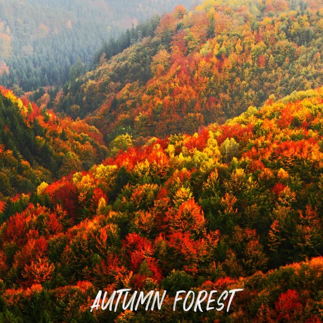 ! ! ! ! ! ! Autumn Forest ! ! ! ! ! ! - Forest Sounds