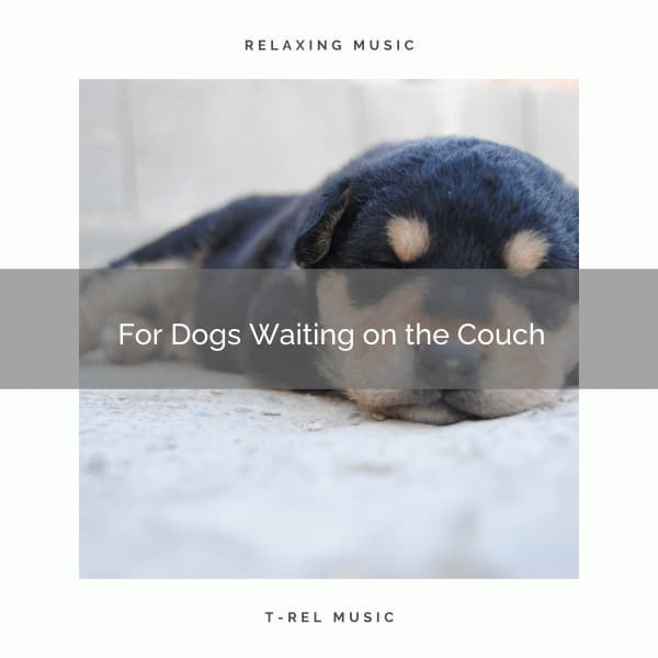For Dogs Waiting on the Couch - Dog Total Relax