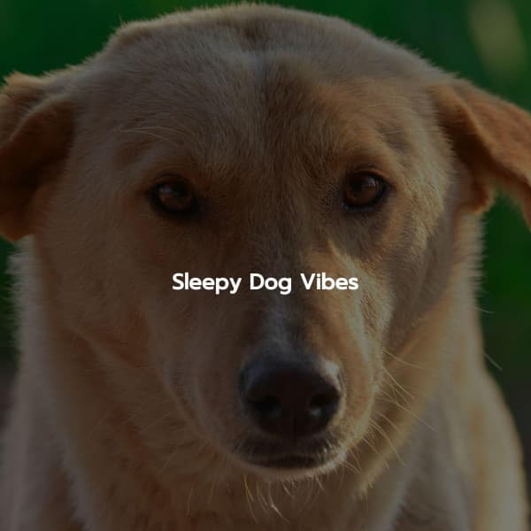 Sleepy Dog Vibes - Bossanova Playlist for Cafes
