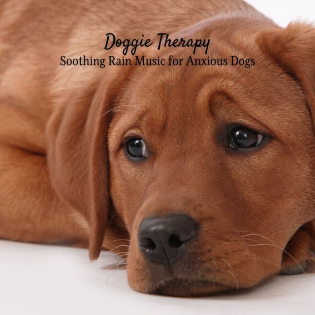 Doggie Therapy: Soothing Rain Music for Anxious Dogs - Rainfall Sound for Sleep