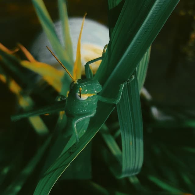 Yoga with Crickets - Positive Music