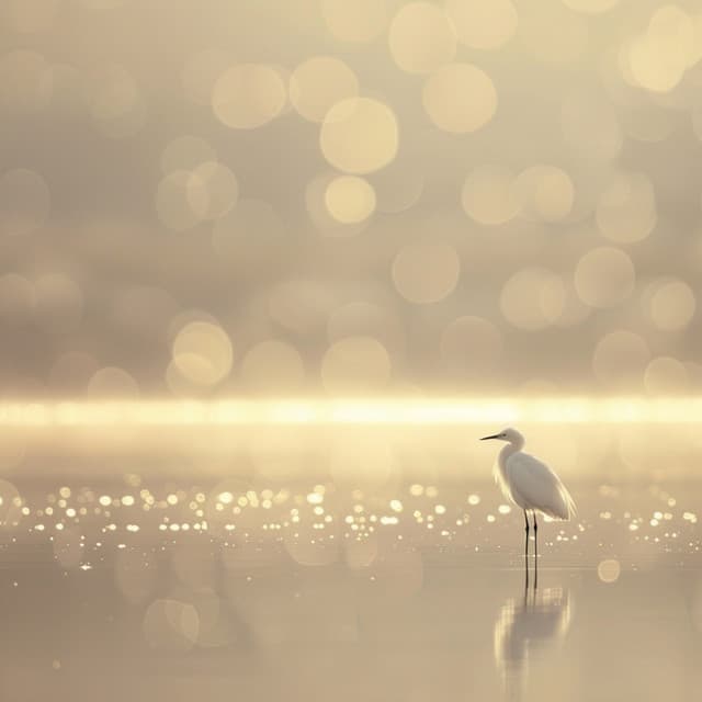 Sinfonía De Lluvia: Aves Binaurales Para El Sueño - 80 88 Hz - Musica para Dormir Dream House