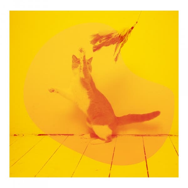 Extraordinary - For Cats Only