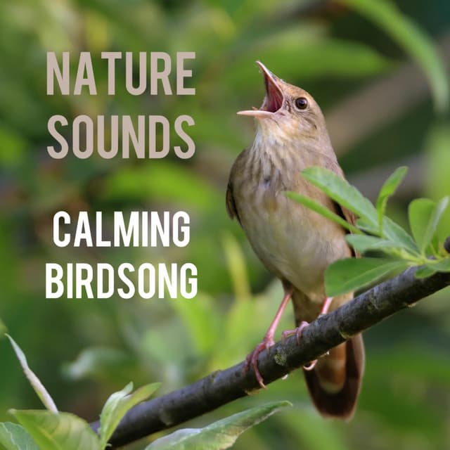 Calming Birdsong - Nature Sounds