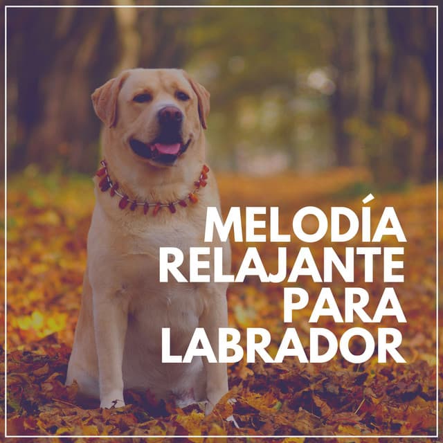 Melodía Relajante para Labrador - Biblioteca de Música Para Mascotas