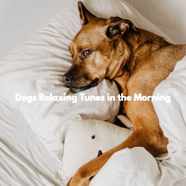 Dogs Relaxing Tunes in the Morning - Dog Anxiety Music