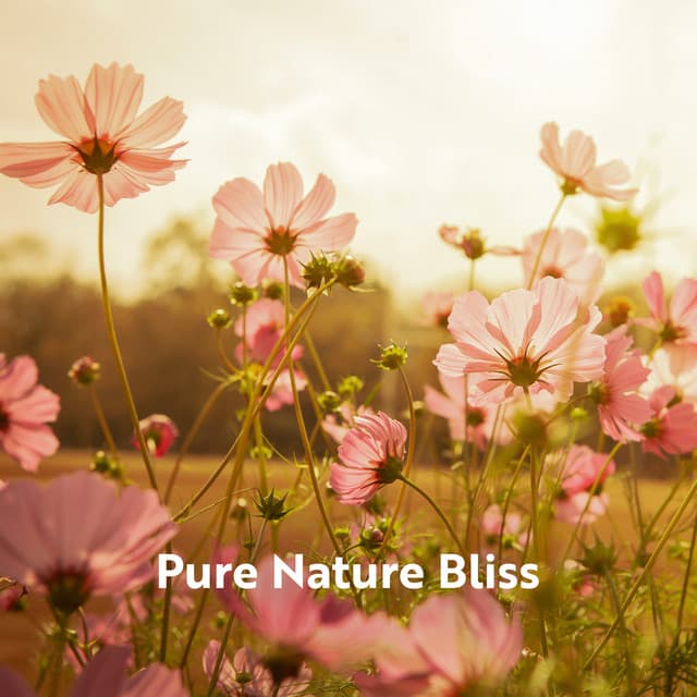 Pure Nature Bliss: Mother Nature and Water Sounds for Stress Relief, Deep Relaxation, Outdoor Meditation - Calm Nature Oasis