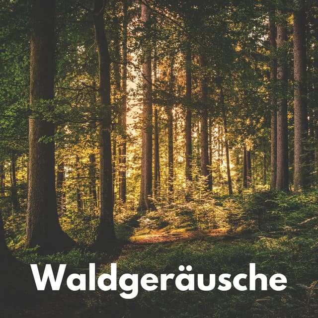 Waldgeräusche - Waldgeräusche
