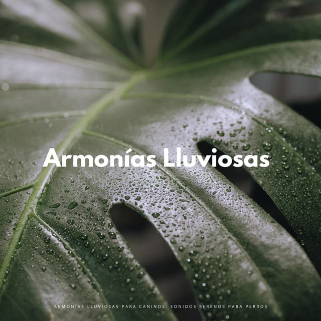 Rain'S Canine Harmony: Serene Soundscapes Para Perros - Tranquilidad Eterna