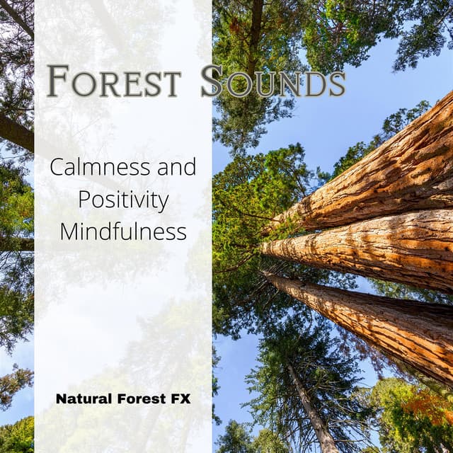 Forest Sounds - Calmness and Positivity, Mindfulness - Natural Forest FX