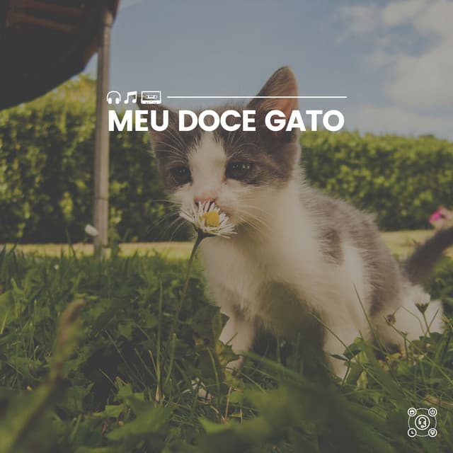 Meu Doce Gato - Musica para Gatos