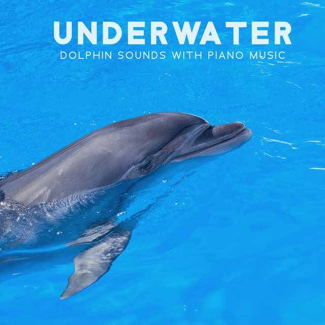 Underwater Dolphin Sounds with Piano Music: Autism Calming Sensory, Psycho Therapy for Kids - Mindfullness Kids
