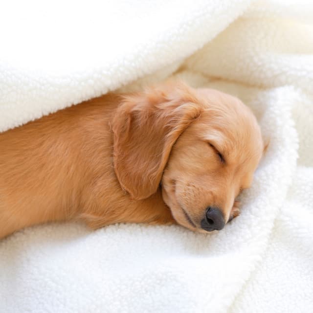 Celestial Dog Dreams: Lofi Melodies for Cozy Naps - Sleepy Lofi Beats