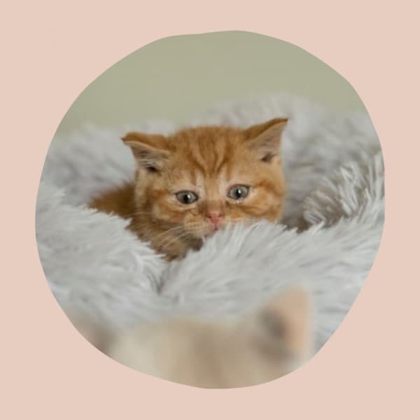 Magical Music for Happy Cat - Trumpet and Alto Sax - Cat Music Relaxation