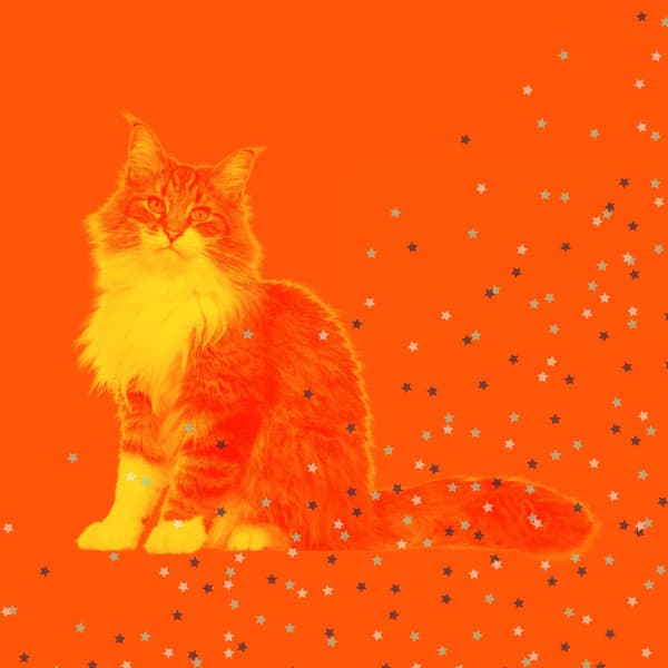 Music - Resting Kittens - For Cats Only