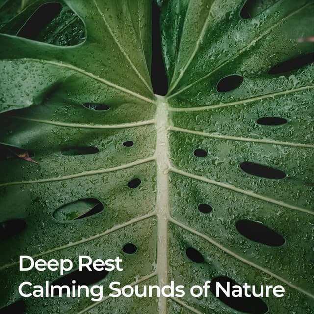 Deep Rest: Calming Sounds of Nature - Nature Sounds for Sleep and Relaxation