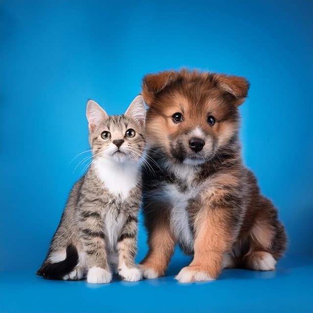 Compañeros Relajados: Sonidos Hip Hop Para La Relajación De Mascotas - Instrumental puro