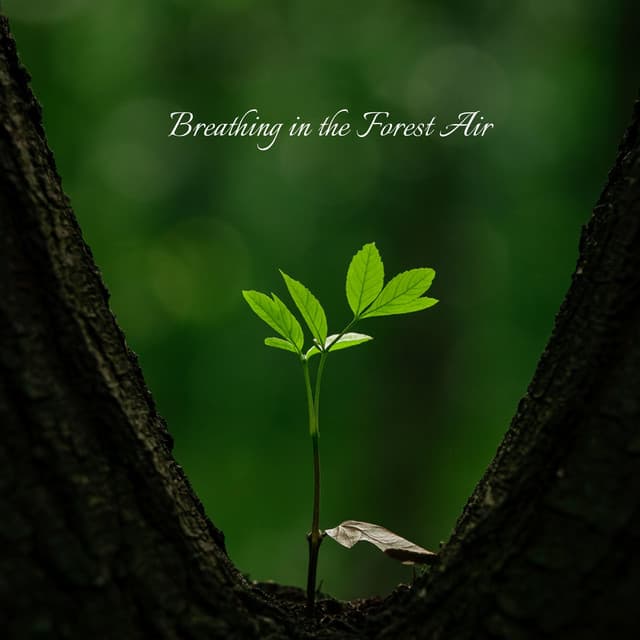 Breathing in the Forest Air - Asha Age