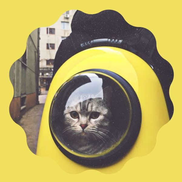 Cool Quartet Jazz - Background for Classic with Cats - Cat Music Waves