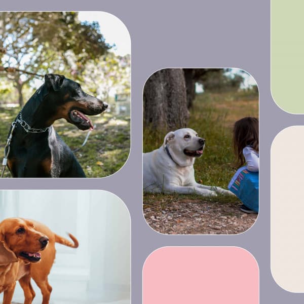 Relaxing Background for Sweet Pups - Dog Music Library