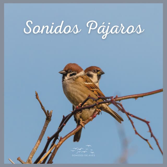 Sonidos Pájaros - Sonidos De Aves