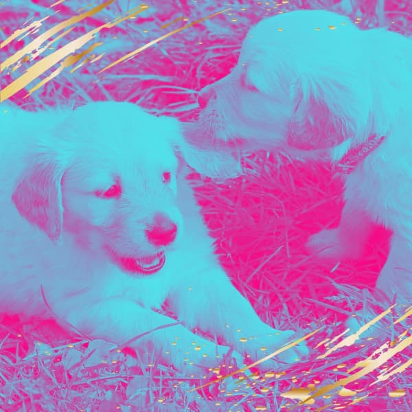 Ambiance for Sleepy Pups - Relaxing Dog Music Seduction