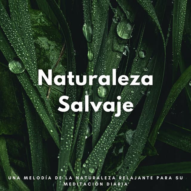 Naturaleza Salvaje: Una Melodía De La Naturaleza Relajante Para Su Meditación Diaria - Sonidos Relajantes de Naturaleza