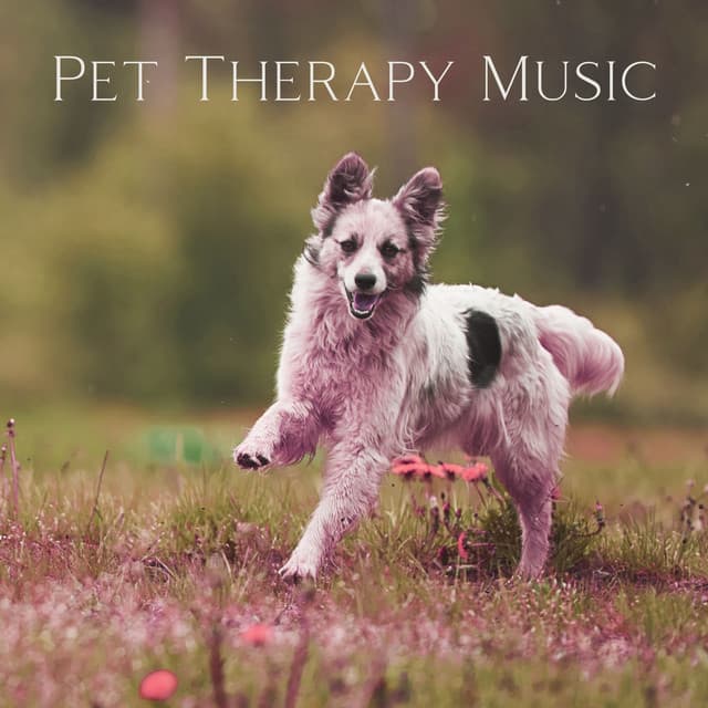 Pet Therapy Music: Dogs with Anxiety - Pet Relax Academy