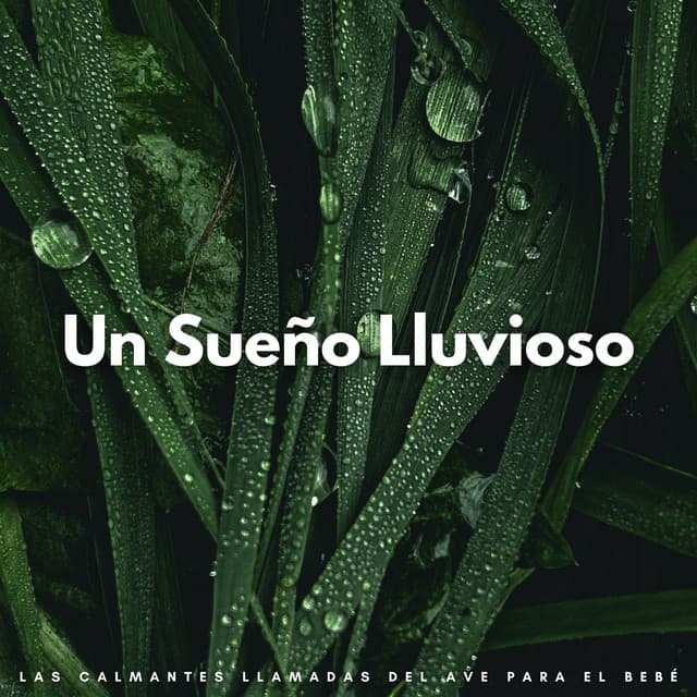 Un Sueño Lluvioso: Las Calmantes Llamadas Del Ave Para El Bebé - Relajantes sonidos de lluvia