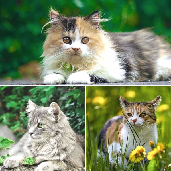 Backdrop for Soulful Kittens - Calming Music for Cats