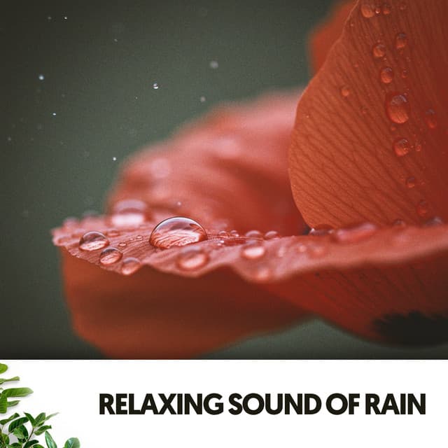 Relaxing Sound of Rain: Serenity in the Storm - Cat Music Therapy