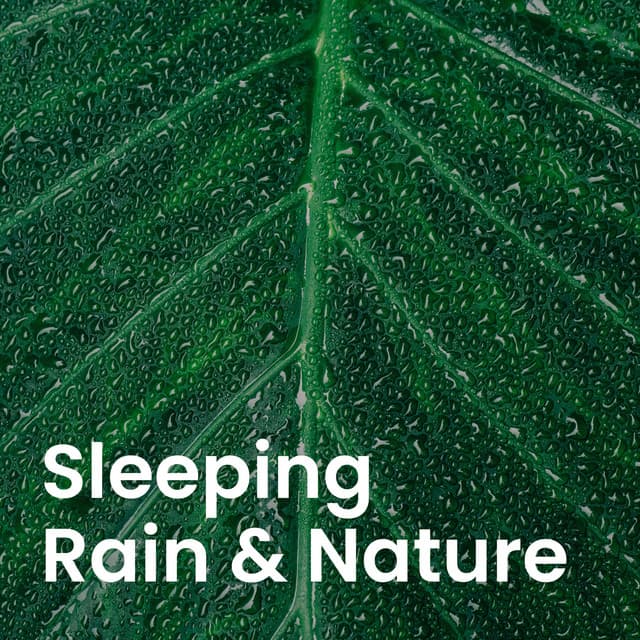 Sounds of Nature: Peaceful Rain & Forest Ambience - Nature Sound Collection
