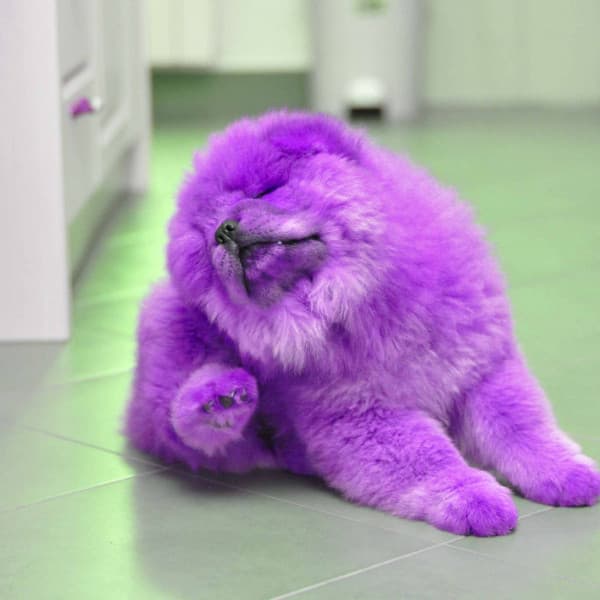 Music for Dreamy Doggo - Relaxation Music For Dogs