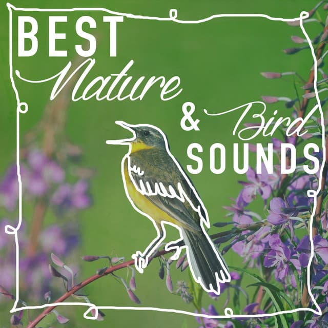 Best Nature & Bird Sounds - Ambient Nature Sounds