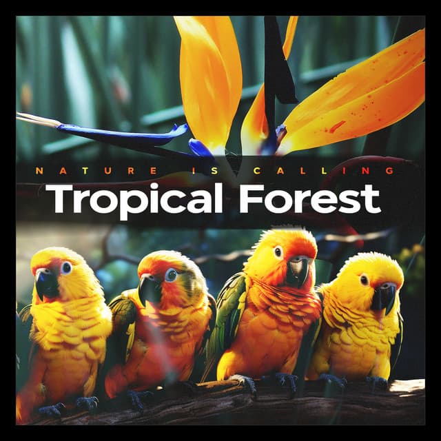 Tropical Forest - Nature Is Calling