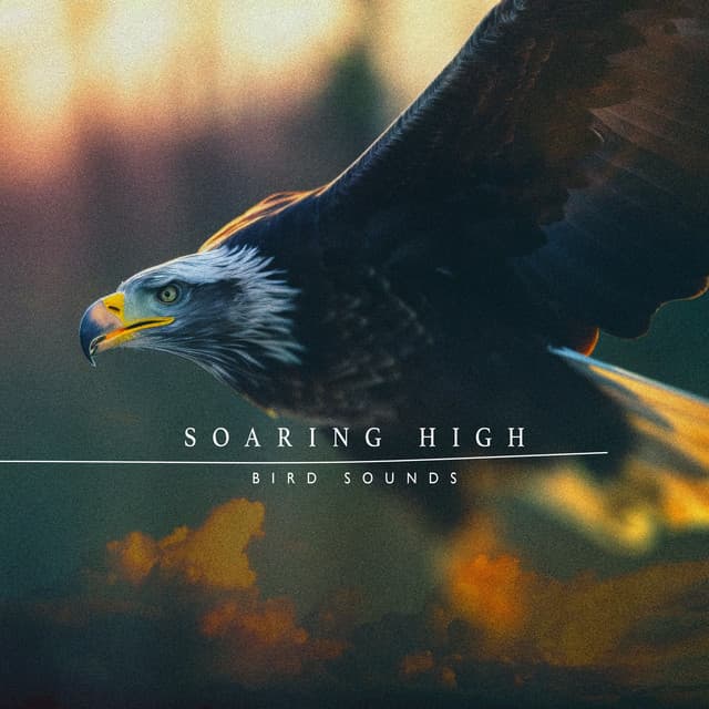 Soaring High - Bird Sounds