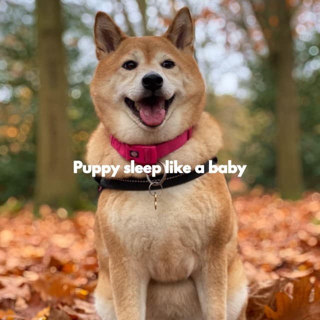 Puppy sleep like a baby - Relaxing Dogs